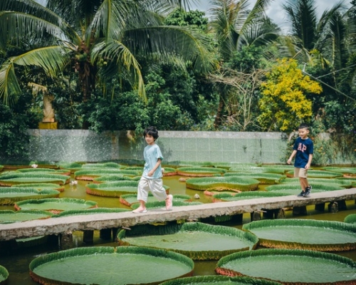 Ngôi chùa hút khách nhờ loài sen lạ có thể cõng người trưởng thành