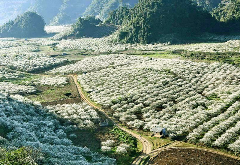 HÀ NỘI – MỘC CHÂU MÙA HOA CẢI – HÀ NỘI 2N1Đ